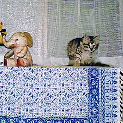ペルシャ更紗（ガラムカール）とネコ