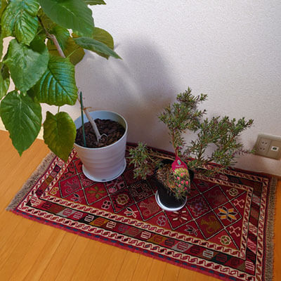 アゼルバイジャン産キリムと観葉植物/ギャッベ（ギャベ）通販オリエンタルムーン